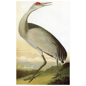 John J Audubon Whooping Crane Young FRIDGE MAGNET, Birds of America Mini Gift - Picture 1 of 7
