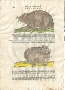 Stampa antica MATTIOLI MATTHIOLI erbario MARMOTTA SCOIATTOLO 1604 Antique print - Foto 1 di 1