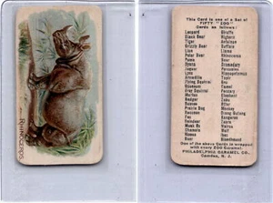 E28 Philadelphia Caramel, Zoo Cards, 1907, Rhinoceros - Picture 1 of 1