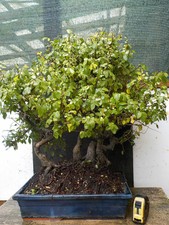 bonsai bosco zelkova nire  h 68 cm visita il negozio