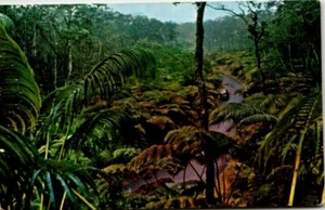 Chrome Postcard Fern Forest Hawaiian National Forest Hawaii HI UNP - Picture 1 of 2