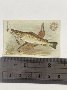 Arm & Hammer Church & Co. Fish Series Small Size #11 Cod Fish Trade Card - Picture 1 of 2
