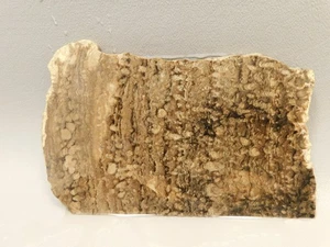 Stromatolite Unpolished Stone Slab Rough Rock Wyoming #O1 - Picture 1 of 6