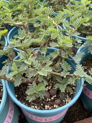 Мульти головки суккулентное растение Senna meridionalis рост семян сад декор бутик - Изображение 1 из 4