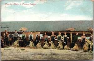 OREGON Farming Postcard "Shearing Sheep in Eastern Oregon" 1911 ODELL Cancel - Picture 1 of 2