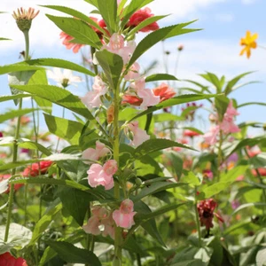Flower Seeds Impatiens Seeds Henna Camellia Seeds Colorful Courtyard Balcony * - Picture 1 of 17