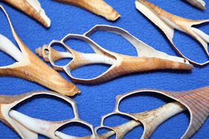 10-GROSSE HEMIFUSUS geschnittene Muschel, Kranzvorrat, Strandkunst, Muschel Ornamente CS-99 - Bild 1 von 12