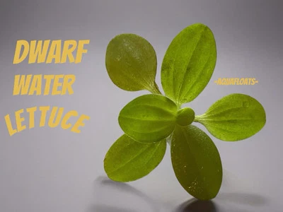 Dwarf Water Lettuce - Live Aquatic Plants For Betta, Shrimp, Nano Tanks! - Image 1 of 4