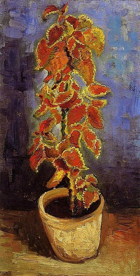 Handmade Oil Painting repro Vincent van Gogh Coleus Plant in a Flowerpot - Image 1 of 1