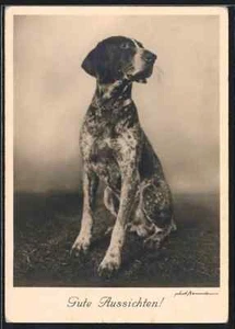 Antique Beautiful RPPC Studio Real Photograph of DOG 1930s - Picture 1 of 2