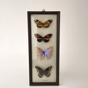 Juego de 4 mariposas auténticas vintage con marco de mariposa de Brasil #5891 - Imagen 1 de 16