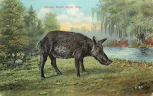 Florida Razor Back Hog Postkarte Wildschwein Schwein 67131 - Bild 1 von 2