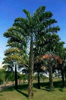 FISHTAIL PALM TREE SEEDS (Wallichia disticha) Distichous RARE Exotic Tropical - Image 1 of 4