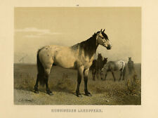 Antique Print-RUSSISCHES LANDPFERD-COUNTRY HORSE-PL. 25-Volkers-1880