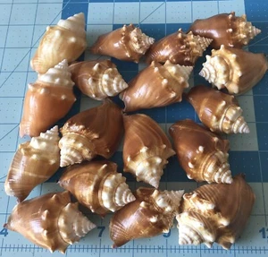 15 caracolas de lucha Florida recogidas a mano, lavadas y pulidas de Sanibel - Imagen 1 de 2