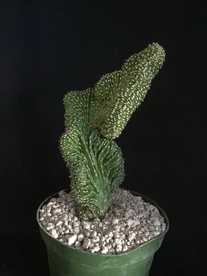 Cactus crestado Stenocereus marginatus raro Foto 1 de 4