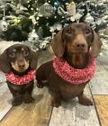 Dachshund/ Sausage Dog Knitted Neckwarmer - New - Candy Cane Colours 
