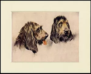 OTTERHOUND DOGS HEAD STUDY LOVELY DOG PRINT MOUNTED READY TO FRAME - Picture 1 of 1