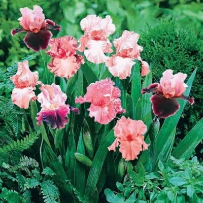 *Spectacular Pink Mix Bearded Iris Rhizome, Pink Flowering Perennial Iris Root* - Image 1 of 4