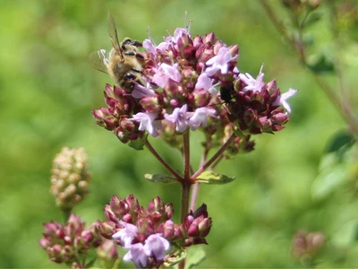 2000 Samen OREGANO Origanum vulgare Wilder Majoran Dostenkraut Dorst Echter Dost - Bild 1 von 4