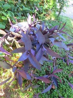 Tradescantia pallida Purple Heart Wandering Jew 7 Fresh Cuttings - Image 1 of 2