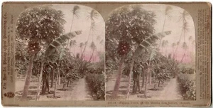 Hawaii.Hawaii.Mauna Loa Valley.Papala Trees.Foto farbgetönt Stereo von Singley. - Bild 1 von 2