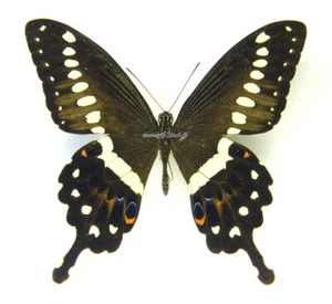 Unmontierter Schmetterling/Papilionidae - Papilio lormieri lormieri, Männchen, AUTO - Bild 1 von 2