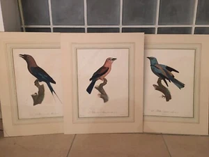 RARE Francois Levaillant Bird egravings date published 1804 hand coloured, - Picture 1 of 14