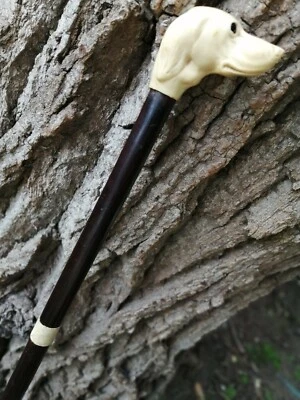 ancienne canne en bois d'acajou pommeau en celluloïd tête de chien (setter ) - Photo 1/4