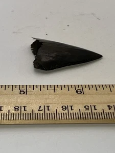 1.25” Great White Shark Tooth Fossil GA Coast V45 - Picture 1 of 5