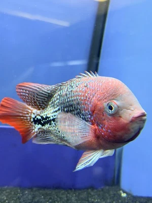 9 Blood Vieja Hybrid  - Image 1 of 4