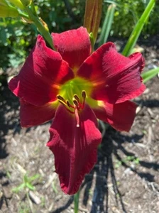 Jordy's Big Red Truck - Daylily Live Plant 2 Fans Perennial Flower - Picture 1 of 1