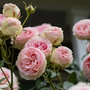 Eden Climber® Rose Plant - Climbing Pink Rose Bush, Own Root Rose Plants for ... - Picture 1 of 9
