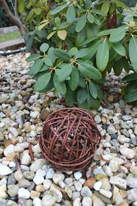 Wicker ball wicker ball decorative ball ball vine ball decorative balls garden decorative ball - Picture 1 of 5