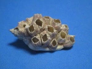 Canarium urceus (Linnaeus, 1758) "BARNACLE GROWTH!"  (53.9mm) - Picture 1 of 8