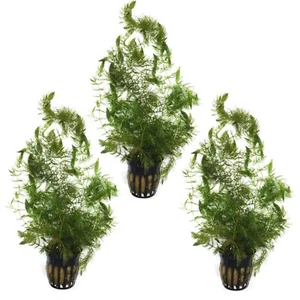 3 POTS HORNWORT PACK (Ceratophyllum) - POND LIVE AQUATIC PLANTS COONTAIL - Picture 1 of 2