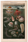 Marine Fauna - Chromolithography - 3 Sheets