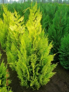Chamaecyparis lawsoniana 'Ivonne' 200 SEEDS!! - Picture 1 of 5