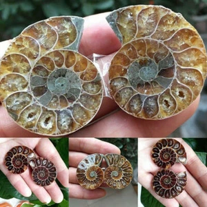 1 pièce demi coupe coquille d'ammonite naturelle spécimen fossile Madagascar décor minéral - Photo 1/9
