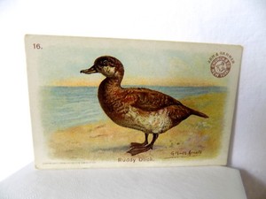 Ruddy Duck Arm & Hammer Game Bird Series Card No. 16