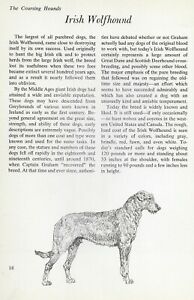 The Irish Wolfhound - Custom Matted - Vintage Dog Art Print - "G"