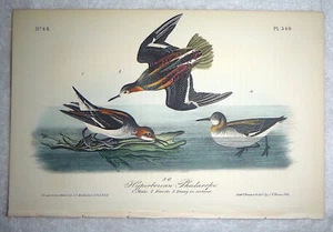 Audubon 1a edición Octavo FALAROPE HIPERBÓREO Aves de América 1840 original - Imagen 1 de 5