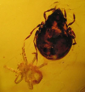 Microscopic mites in Baltic amber , with photograph - fossil insects - Picture 1 of 4