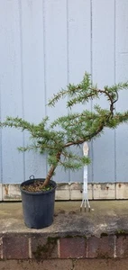 Blue Atlas Cedar Bonsai - Picture 1 of 5