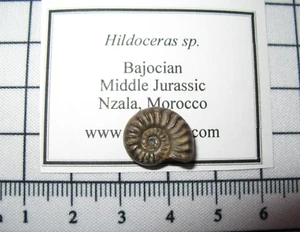 Jurassic ammonite cephalopod fossils Morocco - Hildoceras #1 - Picture 1 of 3