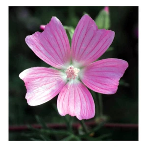 PATCHOULI & MUSK Fragrance Oil for making Candles, Soaps, Wax Melts etc. - Picture 1 of 2