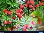 YEW . English Yew 45 top quality  seeds, QUALITY. FANTASTIC FOR BONSAI 2023 seed