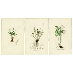 3 DRUCKE!  1855 handkolorierte Stiche, J.E. SOWERBY'S FARNE, Asplenium - Bild 1 von 6