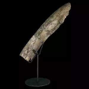 11.4" Camarasaurus Dinosaur Fossil Rib Bone Morrison FM CO Jurassic Age COA - Picture 1 of 11