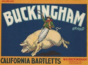 RARO ANTIGUO ORIGINAL 1920 BUCKING PIG ETIQUETA "MARCA BUCKINGHAM" VACAVILLE CALIFORNIA - Imagen 1 de 1